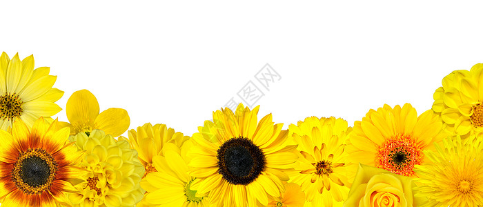 黄色花的选择在白色隔绝的底行各种大丽花蒲公英雏菊格柏向日图片