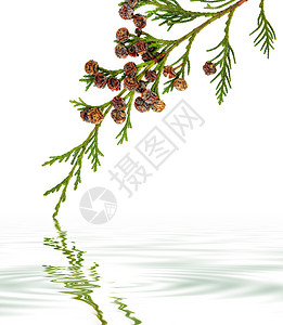 雪松西普勒斯利兰叶枝有松锥在白背景图片