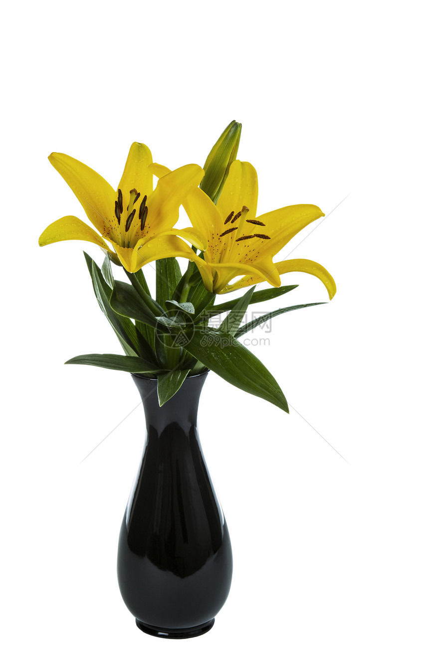 白色背景的黑色花瓶中的黄老图片