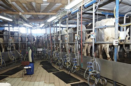 自动挤奶系统AMS工业奶牛场高清图片