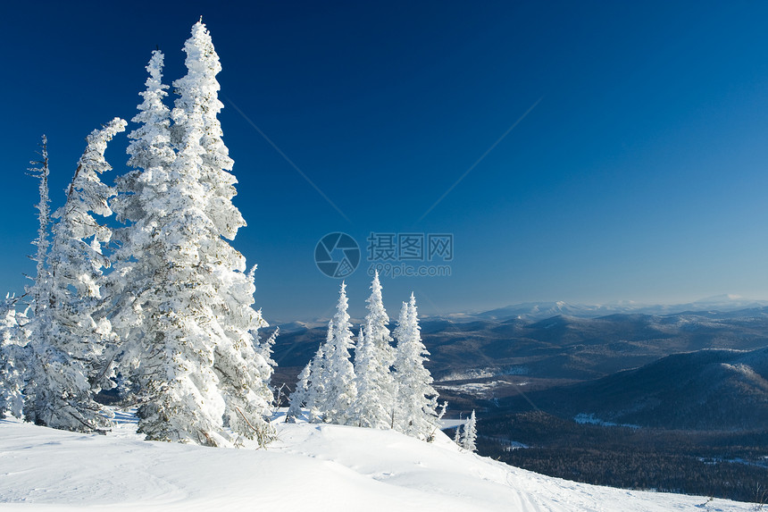 背景为蓝色山丘的白雪覆盖的树木景观图片