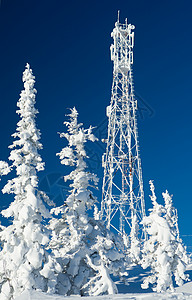 美丽的冬日上雪覆盖树木的画面图片