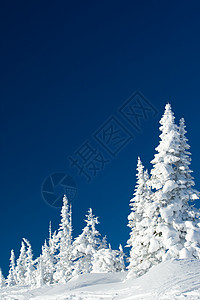 冬季大白天的景象雪上漂浮图片