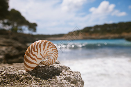 Nautilus海贝壳图片