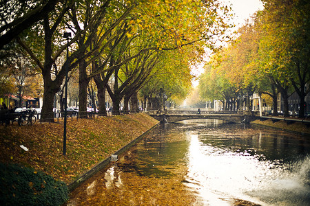 在运河附近的黄树和绿秋树满是落叶的子背着苍白天空和图片