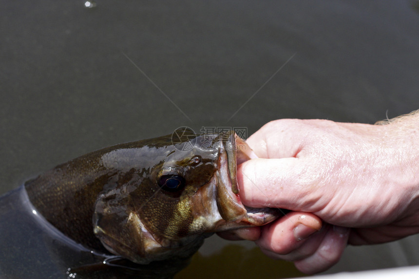 一只被嘴唇咬住的鲈鱼被释放到湖中的特写镜头图片
