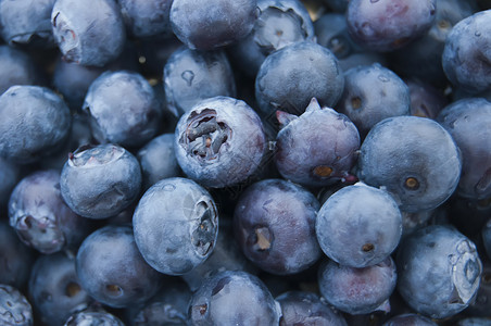 新鲜蓝莓闭合质地蓝色图片