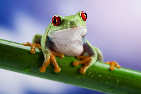红眼树蛙的照片背景图片