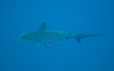 大扇贝双髻鲨在公海图片