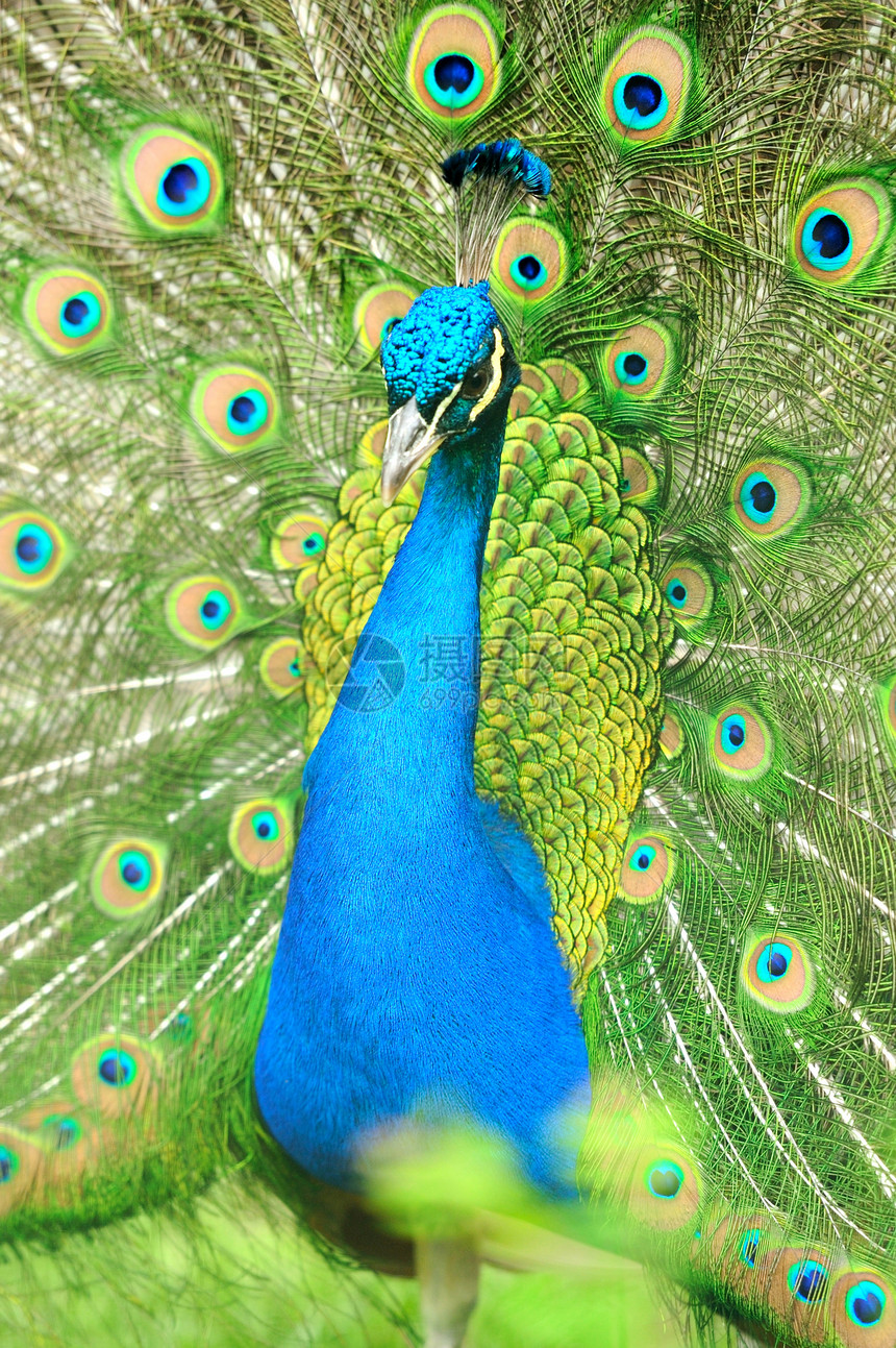 美丽的印地安孔雀尾图片