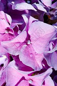 淡紫色天竺葵的明亮背景图片