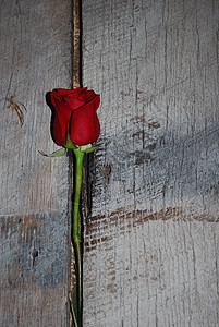 柔软的红玫瑰芽与古老董灰色谷仓木头形成浪漫和艺术对比独白的红玫瑰是图片