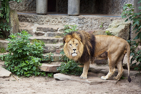 动物园里的狮子看着路过图片