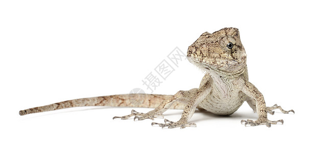 OrienteBeardedAnole或AnolisporcusChamaeleolisporcusPolychrus是蜥蜴属图片