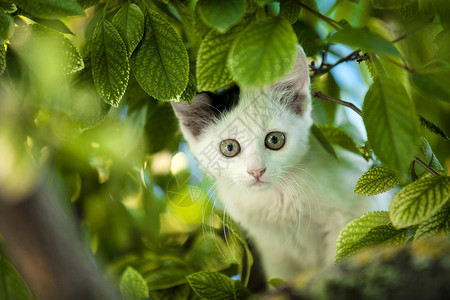 小猫在树上图片