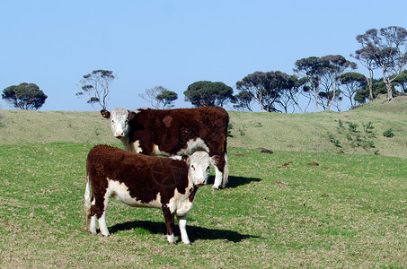 两头棕色奶牛在新西兰的一图片