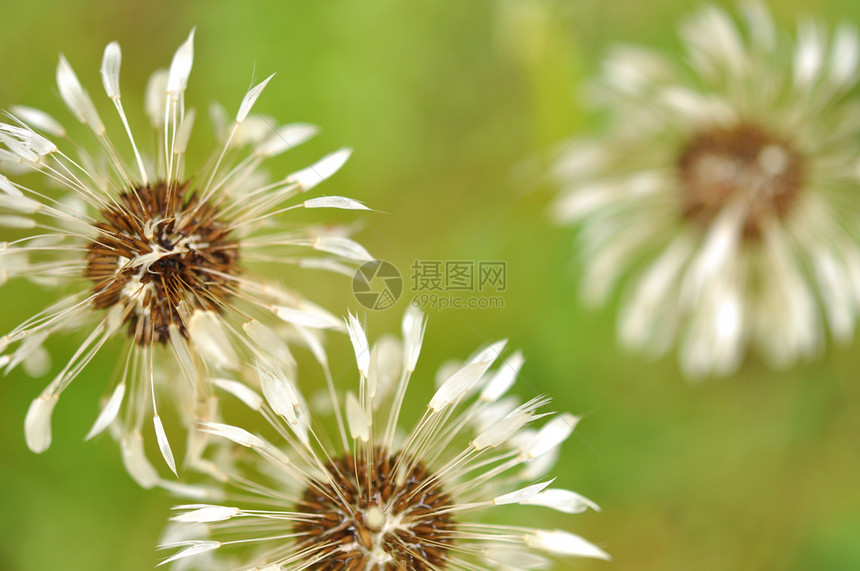 草地上的湿蒲公英特写图片