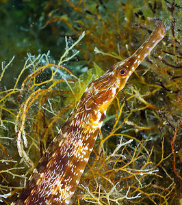 黑海水下管道鱼Syngnathusnigrolin图片