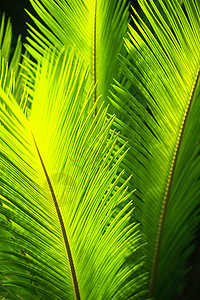 绿色的棕榈树叶在风中图片