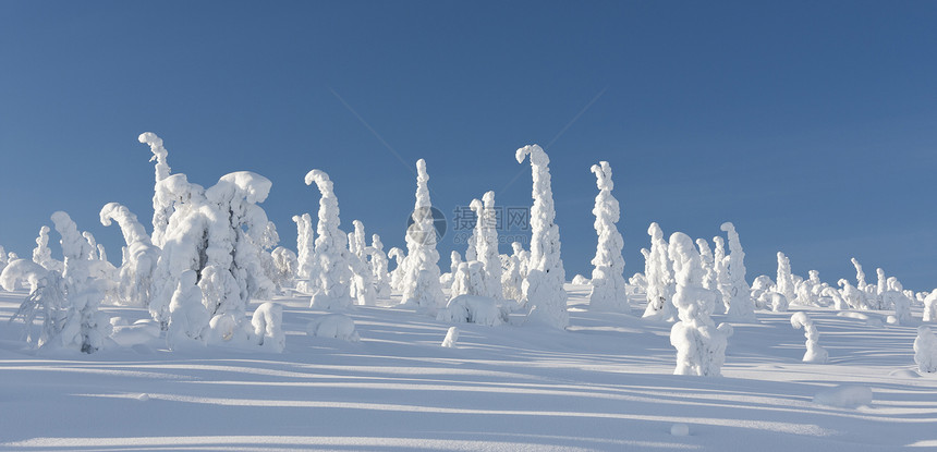 在非常下雪天拍的一张照片地面被厚的积雪覆盖又高瘦的树都因雪和霜而变白大雪使树顶向下弯曲照片摄图片