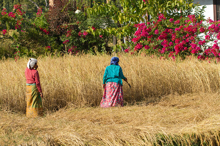尼泊尔农民在田间收割图片