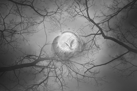 带我飞向月球神秘的森林场景一只鸟飞向满月周围环绕着鸟圈和羽毛无叶的树枝伸背景