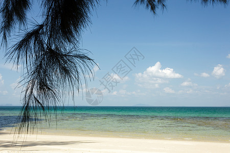 热带海滩和松树垂悬图片