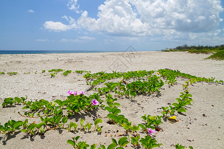 美丽的佛罗里达海滩沙丘图片