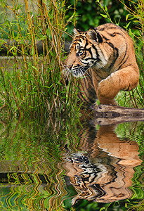 苏门答腊猛虎豹式底格里斯苏门答腊大猫被囚禁的肖像图片