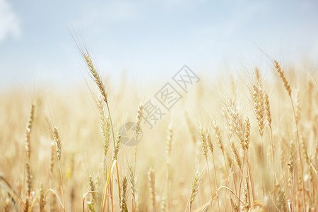 金色小麦的夏田图片
