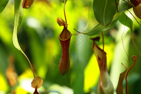 热带食虫植物Nepent高清图片