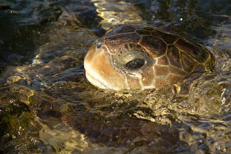 海龟在水上呼吸的图片