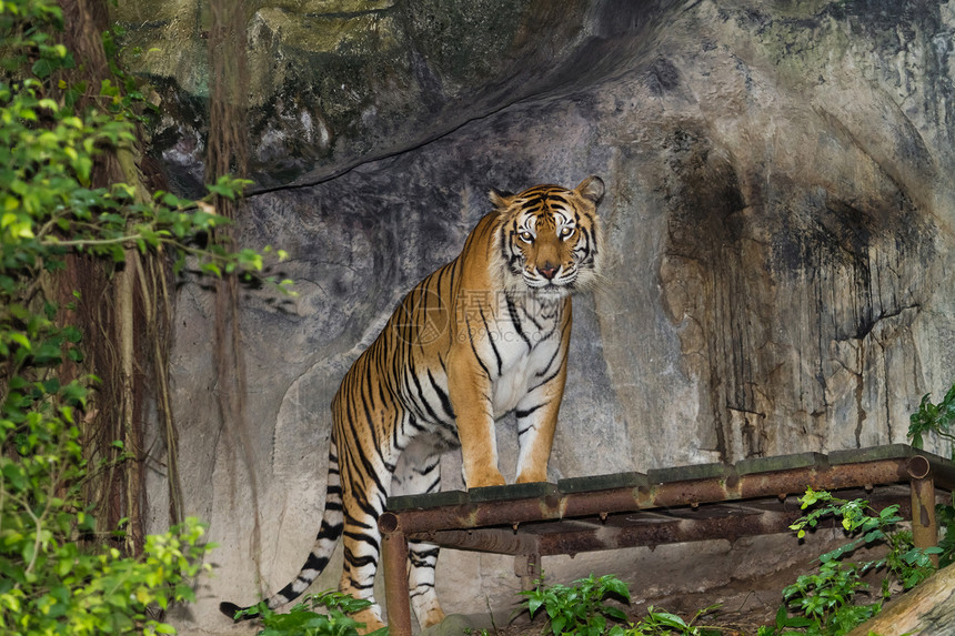 虎在动物园图片