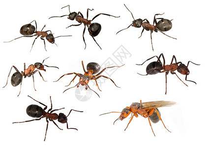 八只森林蚂蚁在白色背景下被隔离图片