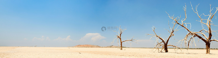 盐海附近干燥地上枯树的全景图片