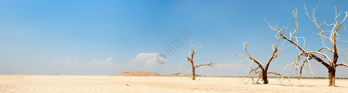 盐海附近干燥地上枯树的全景图片