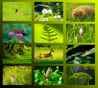 自然背景的植物和动物图片