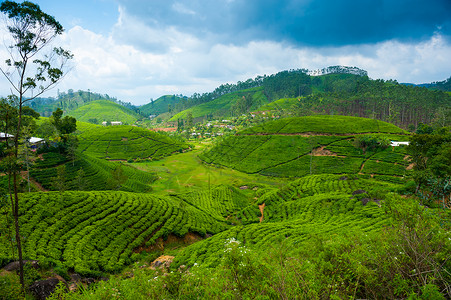 斯里兰卡的茶园景观图片