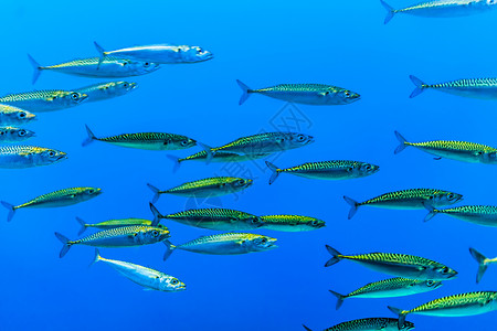 蔚蓝的大海中成群结队的银鱼图片