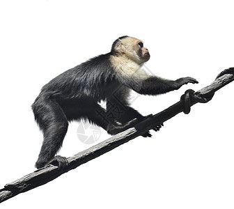 白色背景上的白脸卷尾猴高清图片