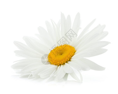 洋甘菊花在白色背景上孤立高清图片