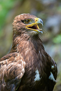 紧贴一只美丽的鹰头部穿过草原和金鹰图片