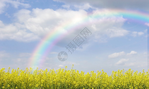 彩虹在风景与黄色花朵图片