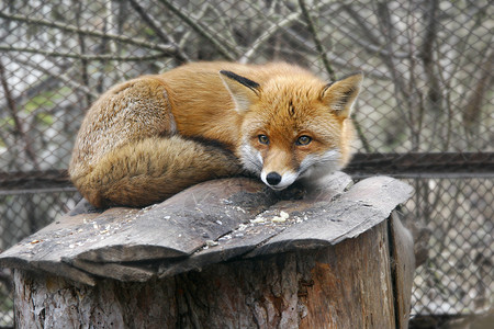 动物园里的红狐狸图片