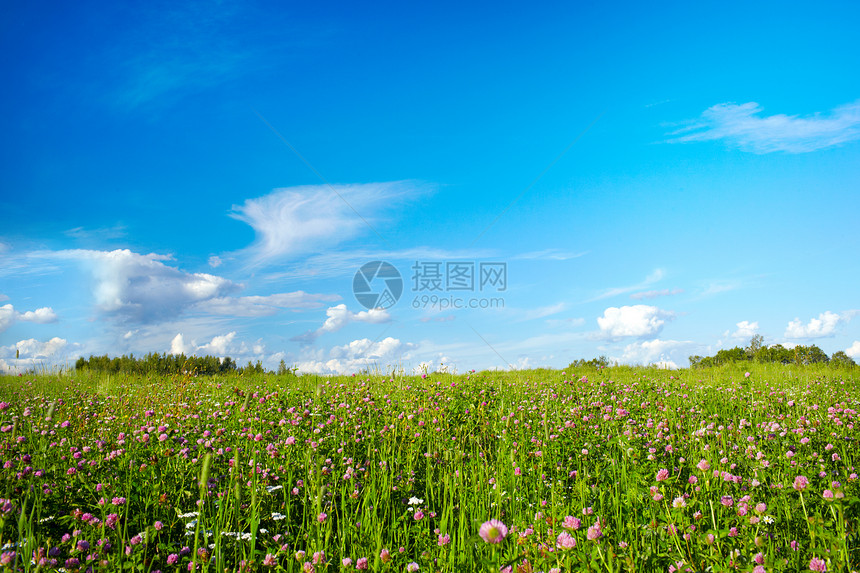 美丽的夏日田有草地花朵蓝色图片