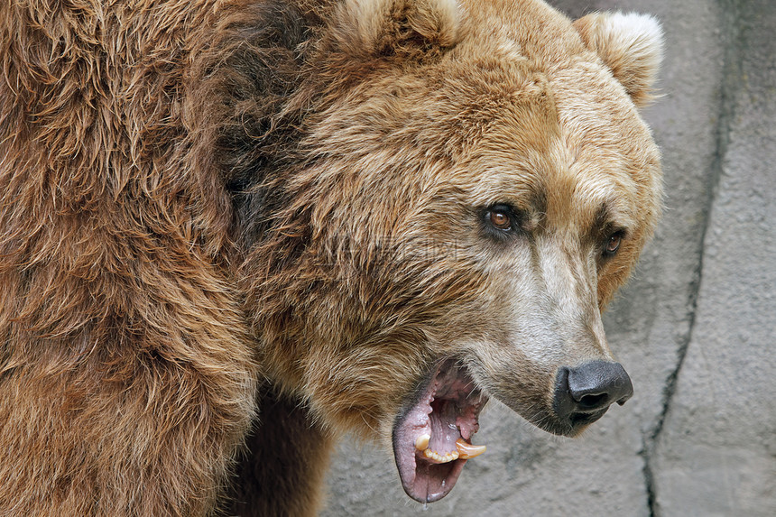 张嘴咆哮的愤怒灰熊Ursusarc图片