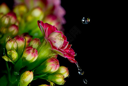 宏观工作水滴在花上图片