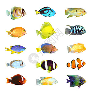 在白色背景上收集的热带鱼高清图片