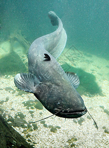水下一张照片是大鱼SilurusGlanis图片