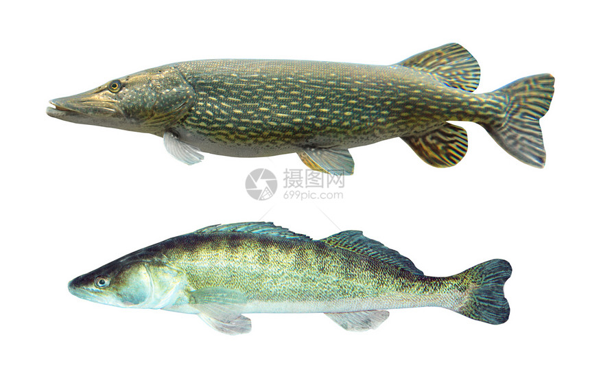 两条捕食鱼PikeEsoxLucius和PikeperchSanderLucio图片
